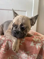 Willow, a female French Bulldog for sale in Riverside Township, NJ – Photo 1 of 10