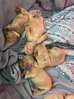 Willow, a female French Bulldog for sale in Riverside Township, NJ – Photo 7 of 10