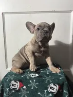Willow, a female French Bulldog for sale in Riverside Township, NJ – Photo 3 of 10