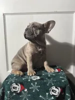 Willow, a female French Bulldog for sale in Riverside Township, NJ – Photo 6 of 10