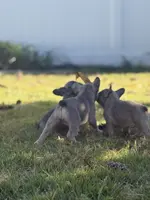 Willow, a female French Bulldog for sale in Riverside Township, NJ – Photo 9 of 10