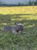 Willow, a female French Bulldog for sale in Riverside Township, NJ – Photo 4 of 10