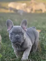 Willow, a female French Bulldog for sale in Riverside Township, NJ – Photo 5 of 10
