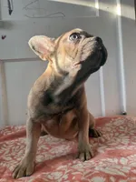 Willow, a female French Bulldog for sale in Riverside Township, NJ – Photo 10 of 10