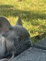 Willow, a female French Bulldog for sale in Riverside Township, NJ – Photo 8 of 10