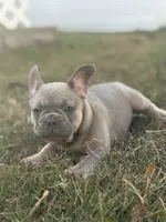 Pumpkin, a female French Bulldog for sale in Riverside Township, NJ – Photo 6 of 8