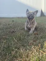 Pumpkin, a female French Bulldog for sale in Riverside Township, NJ – Photo 2 of 8