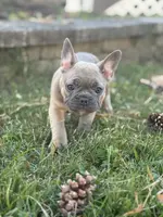 Pumpkin, a female French Bulldog for sale in Riverside Township, NJ – Photo 4 of 8