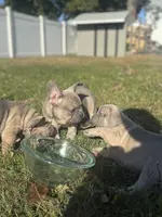 Pumpkin, a female French Bulldog for sale in Riverside Township, NJ – Photo 8 of 8