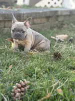 Pumpkin, a female French Bulldog for sale in Riverside Township, NJ – Photo 7 of 8