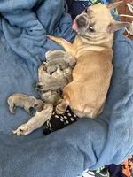 Pumpkin, a female French Bulldog for sale in Riverside Township, NJ – Photo 5 of 8