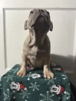 Wednesday, a female French Bulldog for sale in Riverside Township, NJ – Photo 3 of 6