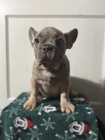 Wednesday, a female French Bulldog for sale in Riverside Township, NJ – Photo 1 of 6