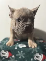 Wednesday, a female French Bulldog for sale in Riverside Township, NJ – Photo 5 of 6