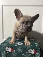Wednesday, a female French Bulldog for sale in Riverside Township, NJ – Photo 2 of 6