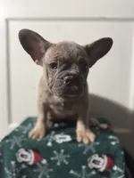 Wednesday, a female French Bulldog for sale in Riverside Township, NJ – Photo 4 of 6