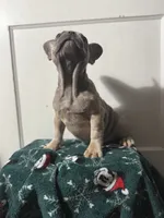 Winnie, a female French Bulldog for sale in Riverside Township, NJ – Photo 3 of 8