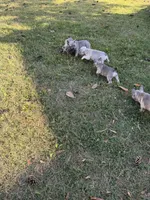 Winnie, a female French Bulldog for sale in Riverside Township, NJ – Photo 2 of 8