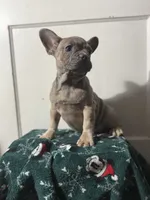 Winnie, a female French Bulldog for sale in Riverside Township, NJ – Photo 1 of 8