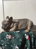 Winnie, a female French Bulldog for sale in Riverside Township, NJ – Photo 5 of 8