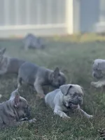 Winnie, a female French Bulldog for sale in Riverside Township, NJ – Photo 6 of 8