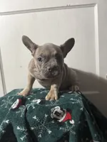 Winnie, a female French Bulldog for sale in Riverside Township, NJ – Photo 7 of 8
