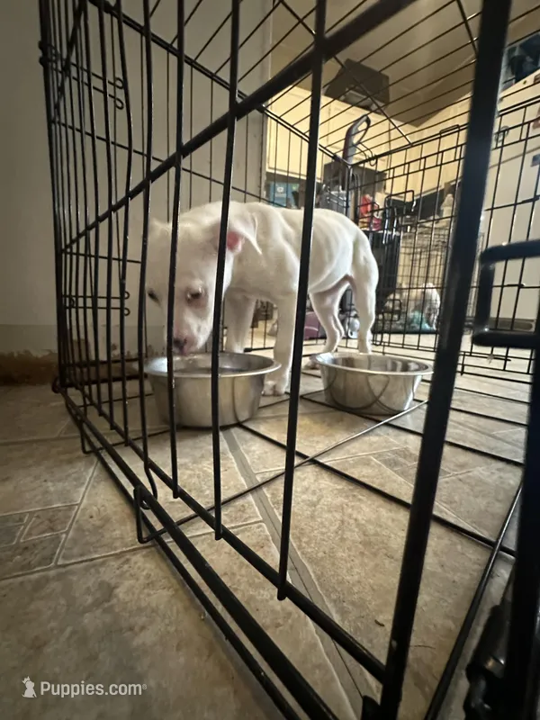 Blue – American Bully puppy for sale in Hartford, CT