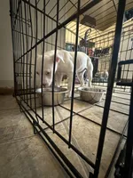 Blue, a  American Bully for sale in Hartford, CT – Photo 1 of 2