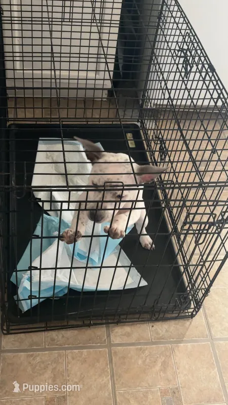 Oreo – American Bully puppy for sale in Hartford, CT