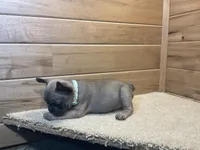Blaire, a female French Bulldog for sale in Sugarcreek, OH – 4 of 5