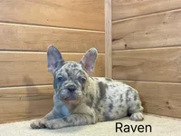Raven, a male French Bulldog for sale in Sugarcreek, OH – 2 of 4