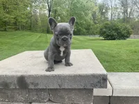 Grace, a female French Bulldog for sale in Sugarcreek, OH – 3 of 4