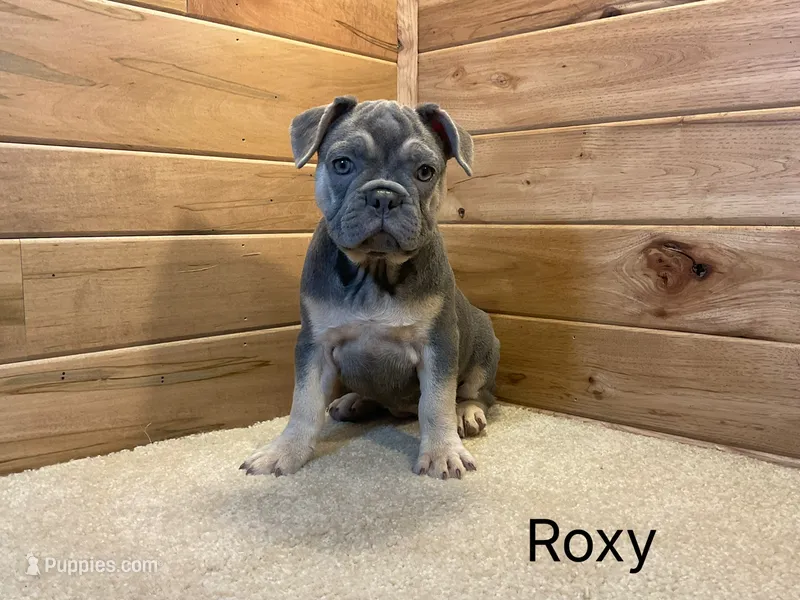 Roxy – French Bulldog puppy for sale in Sugarcreek, OH