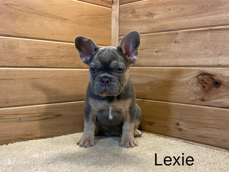 Lexie – French Bulldog puppy for sale in Sugarcreek, OH