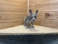 Bently, a male French Bulldog for sale in Sugarcreek, OH – 3 of 5