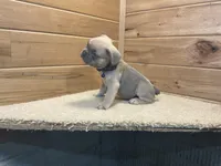 Bodie, a male French Bulldog for sale in Sugarcreek, OH – 4 of 4