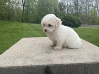 Summer, a female Havanese for sale in Sugarcreek, OH – 4 of 4