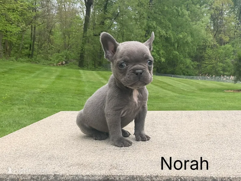 Norah – French Bulldog puppy for sale in Sugarcreek, OH