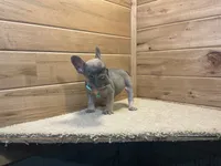 Bailey, a female French Bulldog for sale in Sugarcreek, OH – 2 of 5