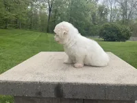 Summer, a female Havanese for sale in Sugarcreek, OH – 2 of 4