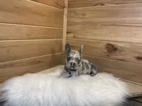 Boone, a male French Bulldog for sale in Sugarcreek, OH – 5 of 6