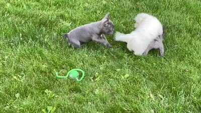 Norah, a female French Bulldog for sale in Sugarcreek, OH – 2 of 2