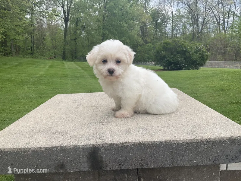 Summer, a female Havanese for sale in Sugarcreek, OH – 1 of 4