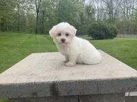 Summer, a female Havanese for sale in Sugarcreek, OH – 1 of 4