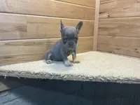 Brinley, a female French Bulldog for sale in Sugarcreek, OH – 2 of 4