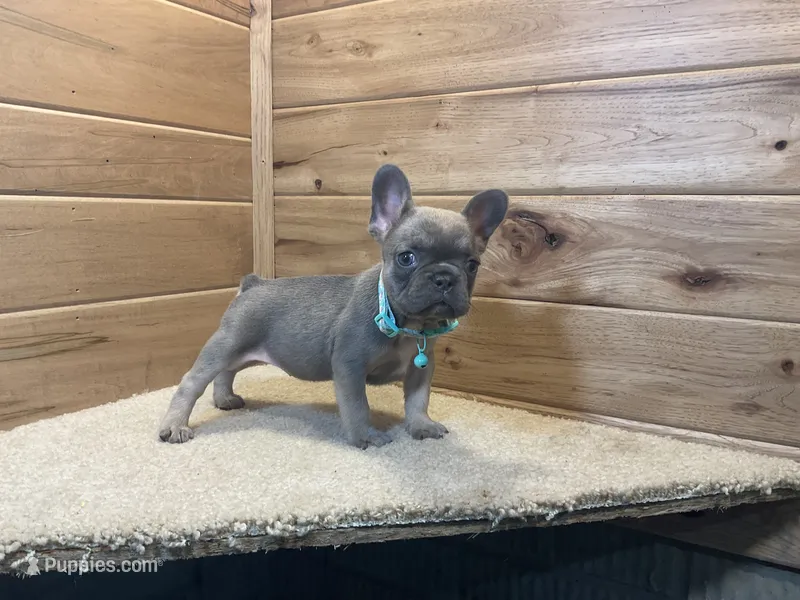 Bailey – French Bulldog puppy for sale in Sugarcreek, OH