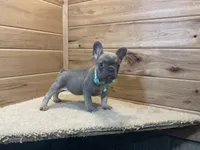Bailey, a female French Bulldog for sale in Sugarcreek, OH – 1 of 5