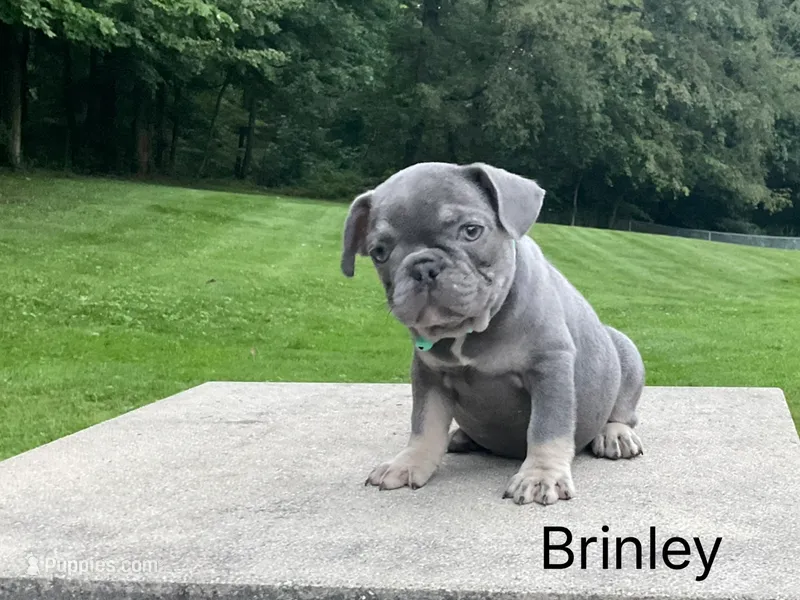 Brinley – French Bulldog puppy for sale in Sugarcreek, OH