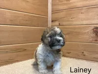 Lainey, a female Havanese for sale in Sugarcreek, OH – 1 of 3