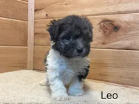 Leo, a male Havanese for sale in Sugarcreek, OH – 3 of 4